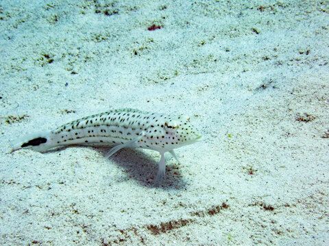 Speckled sandperch