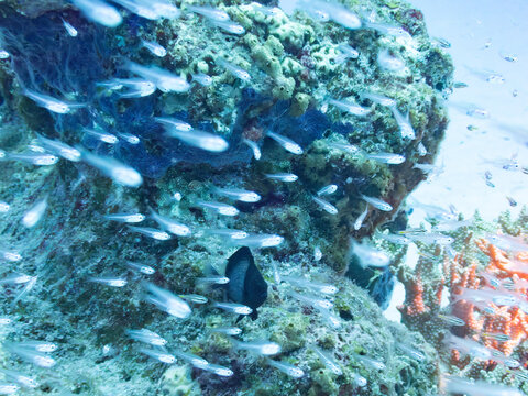 School of Slender cardinalfish swimming