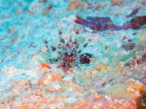 Echinothrix calamaris