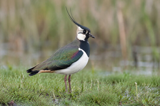 Northern lapwing standing in wet meadow, wildlife and grassland habitat concept