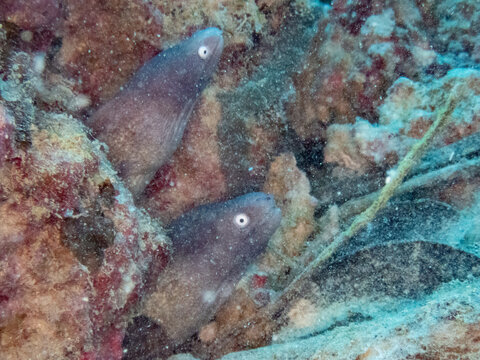 Two Greyface morays