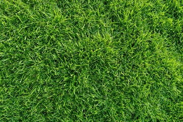 Naklejka premium The Grass Close-Up: Lush Green Textured Blades of Fresh Lawn