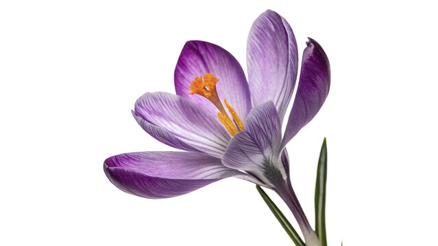 Single beautiful blooming purple crocus spring flower isolated on transparent background