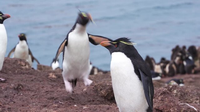 Crested Penguins Socializing on Rocky Coastal Terrain by Ocean