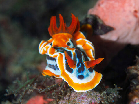 Magnificent nudibranch Chromodoris magnifica crawling on coral reef in Ambon