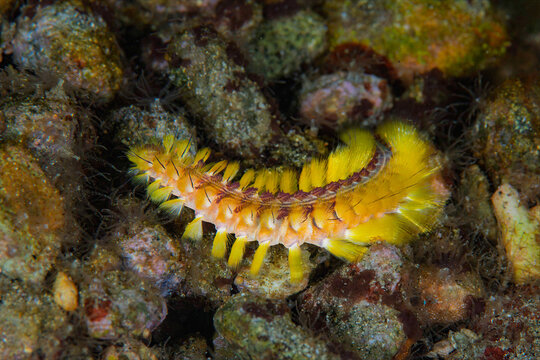 Colorful darklined fireworm crawling on rocky reef in Ambon Indonesia