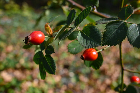 Ripe rose hips on a leafy branch