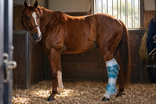 Racehorse in a stable with an ice pack wrapped around its hind leg.