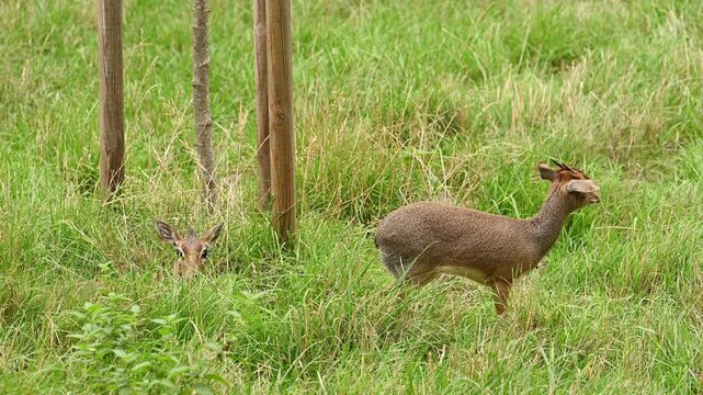 African antelope. Antelope on green grass outdoor. Wild animal in summer. Wild animal in zoo. African antelope in wildlife. 4k footage