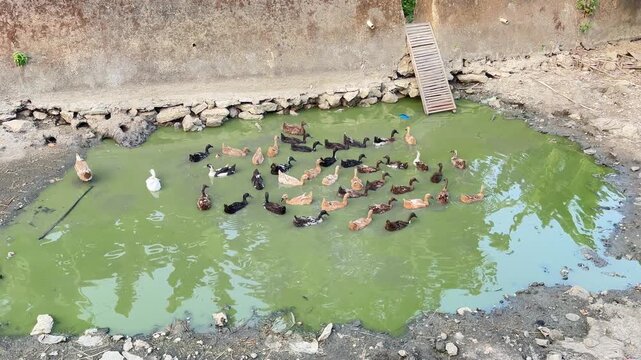 ducks on the river