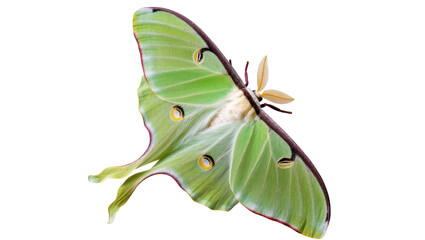 Isolated vibrant green Luna moth, beautiful nocturnal insect with distinctive wing tails and eye spots © Anwar