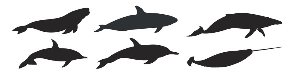 Silhouettes of various marine mammals, including dolphins and a narwhal. © Rawpixel.com