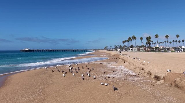 Aerial shot, Very Low Altitude, just above the Seagulls on a slow glide toward Balboa Pier, waves crashing the shore of Newport Beach while the Seagulls calmly stand seemingly unaware of the camera.