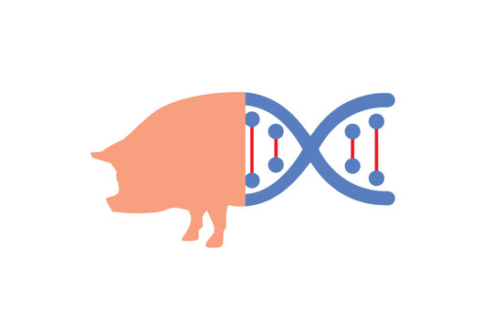 Genetically modified animals. Studies on animal genes. Animal cloning. Modifiable vector.