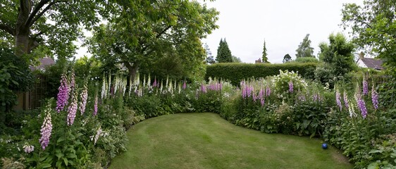 Naklejka premium Curved lawn surrounded by blooming foxgloves and greenery in a private garden