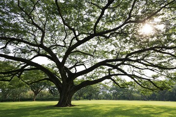 Naklejka premium The Magnificent Sprawling Tree Dominating a Green Park Under Sunlight
