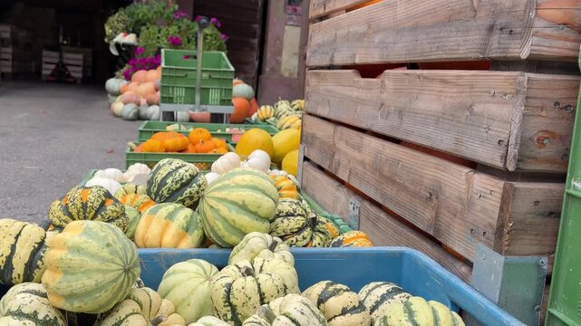 View across an abundant outdoor autumn display of striped, pale green, yellow and orange squash and pumpkins arranged in containers and crates. The seasonal produce extends. Tilt up shot.