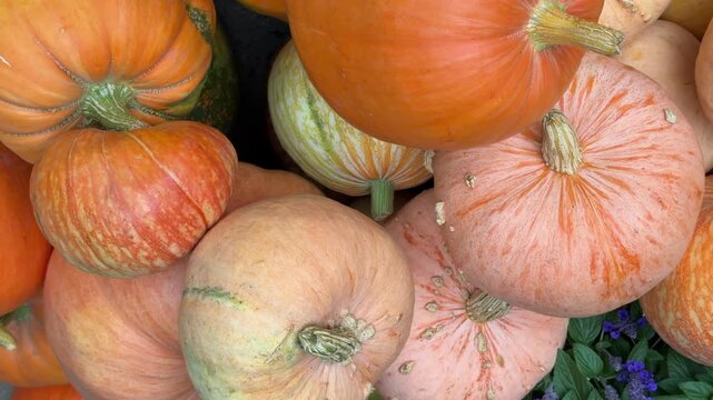 Tracking shot revealing a colorful assortment of ornamental gourds and small squash in different shapes, sizes and textures. Yellow, orange, green, striped, curved and warty varieties.