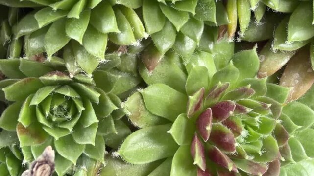 Detailed close-up of green houseleek succulents growing in dense rosette formations. Fleshy pointed leaves, fine hairy edges and subtle reddish tips create an intricate natural pattern. Tilt down shot