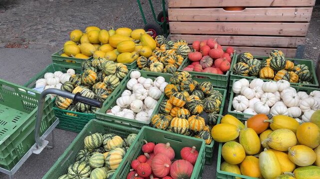 Overhead view of green crates filled with a colorful variety of autumn squash and gourds. White, yellow, orange, red and striped varieties create a diverse seasonal harvest display. Panning shot.