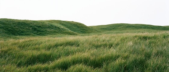 Naklejka premium Rolling grassy mounds and low hills covered in dense wild grass under an overcast sky