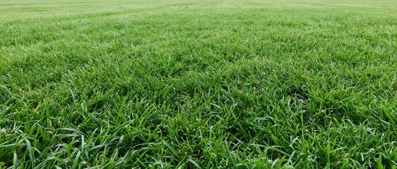 Naklejka premium Closeup of freshly mowed green grass covering a flat outdoor field