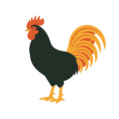 Black rooster with vibrant red comb and golden orange tail feathers standing tall isolated for farm animal collections poultry branding or rural life graphics. © Rubab