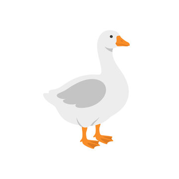 White farm goose standing vector illustration with orange beak and webbed feet for agricultural infographics or children educational books and farm animal designs.