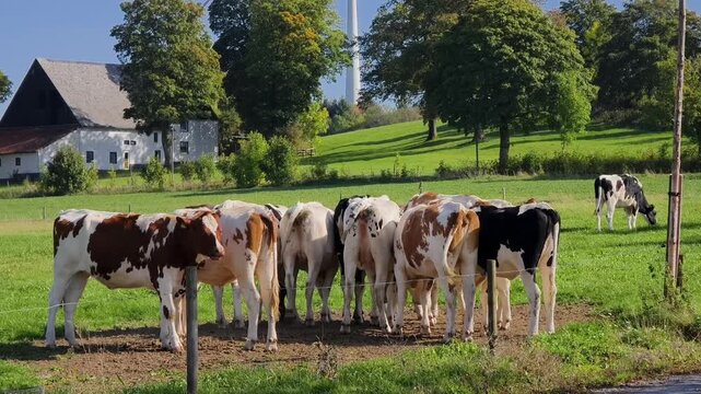 Young Holstein cattle (heifers, approx. 1&ndash;2 years old) stand close together, interacting, in a pasture. In the background, a farm in the Sauerland region and a wind turbine under a blue