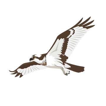 Osprey raptor bird soaring with spread wings displaying white brown feathers ideal for avian wildlife photography styles birdwatching projects and nature education.