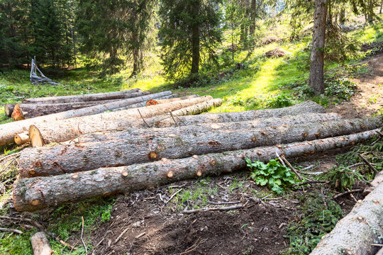 Stacked timber logs in a sunlit conifer forest