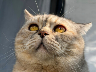 Beautiful cat with bright yellow eyes portrait  © OLENA LIALINA