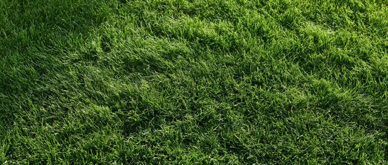 Naklejka premium Freshly mowed short grass lawn filling the frame flat