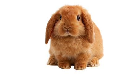 Fluffy ginger lop-eared rabbit sitting and looking forward © Rufus