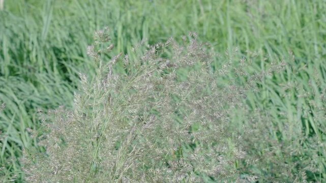 Wild grass with delicate seed head. Spikelet flowering grass. Dense natural texture. Field in countryside. Autumn or fall natural field. Countryside nature with grassy spikelet plant. Summer meadow