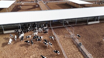 Obraz na płótnie Canvas herd of black and white cows inside cattle shed on dairy farm