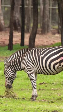 Striped Zebra Grazing on Fresh Grass in Open Pasture