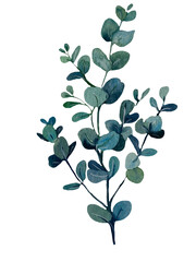 Hand-painted watercolor illustration of a eucalyptus branch with blue-green rounded leaves isolated on transparent background © Volodymyr