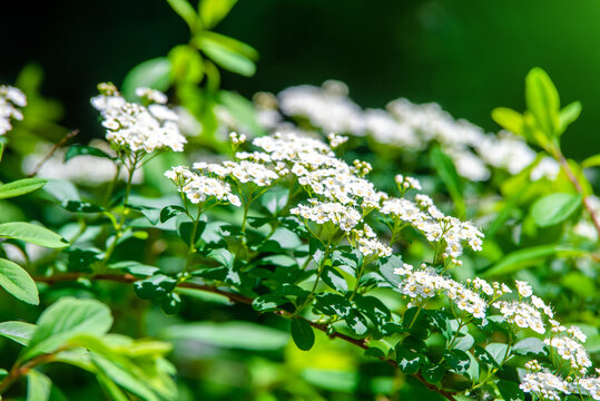 Spirea bushes bloom in the spring in May
