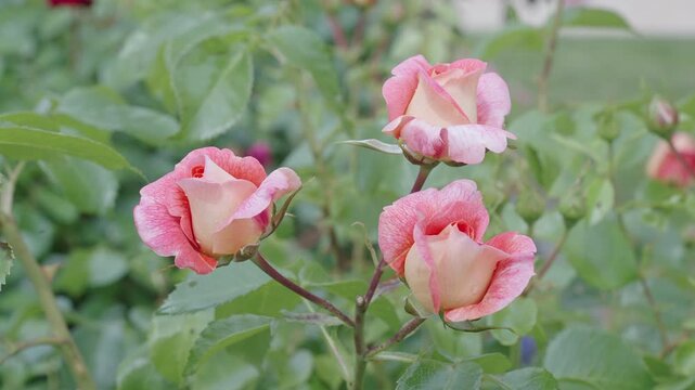Summer rose in bloom. Blossoming rose flower. Nature beauty. Rose flower flowering in the garden. Flowering rose flower. Macro photography. Nature of flower. Delicate pink blossoms