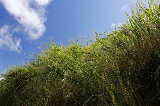 Low angle view of green grass against blue sky.