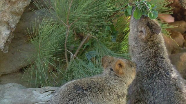 Two Quokkas Reaching Up to Eat Fresh Leaves in Australia
