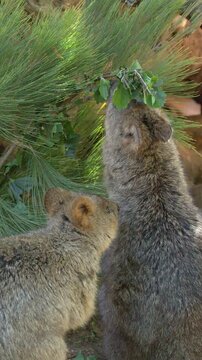 Two Quokkas Standing Up to Feed on Green Leaves Outdoors