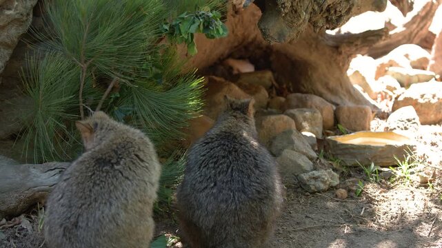 Two Quokkas Sitting Together in a Sunny Rocky Enclosure