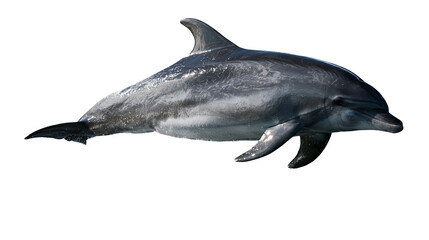 Bottlenose dolphin swimming with sleek grey skin and dorsal fin © Otillie