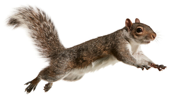 Dynamic jumping eastern gray squirrel with fluffy tail and brown fur