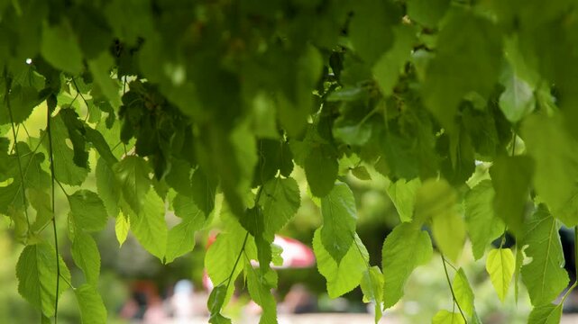 Sunlit Green Leaves Hanging in Breeze at a Park