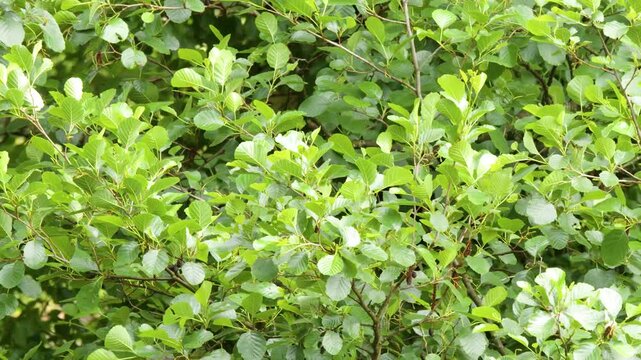 Dense Green Tree Foliage Swaying Gently in the Wind