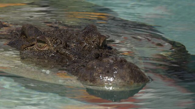 Saltwater Crocodile Head Submerged and Swimming in Clear Water