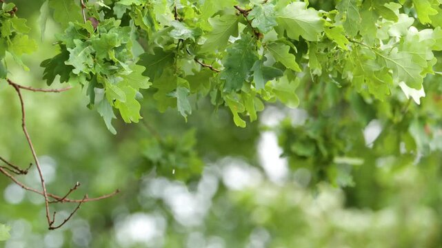 Fresh Green Oak Leaves Swaying Gently in the Breeze